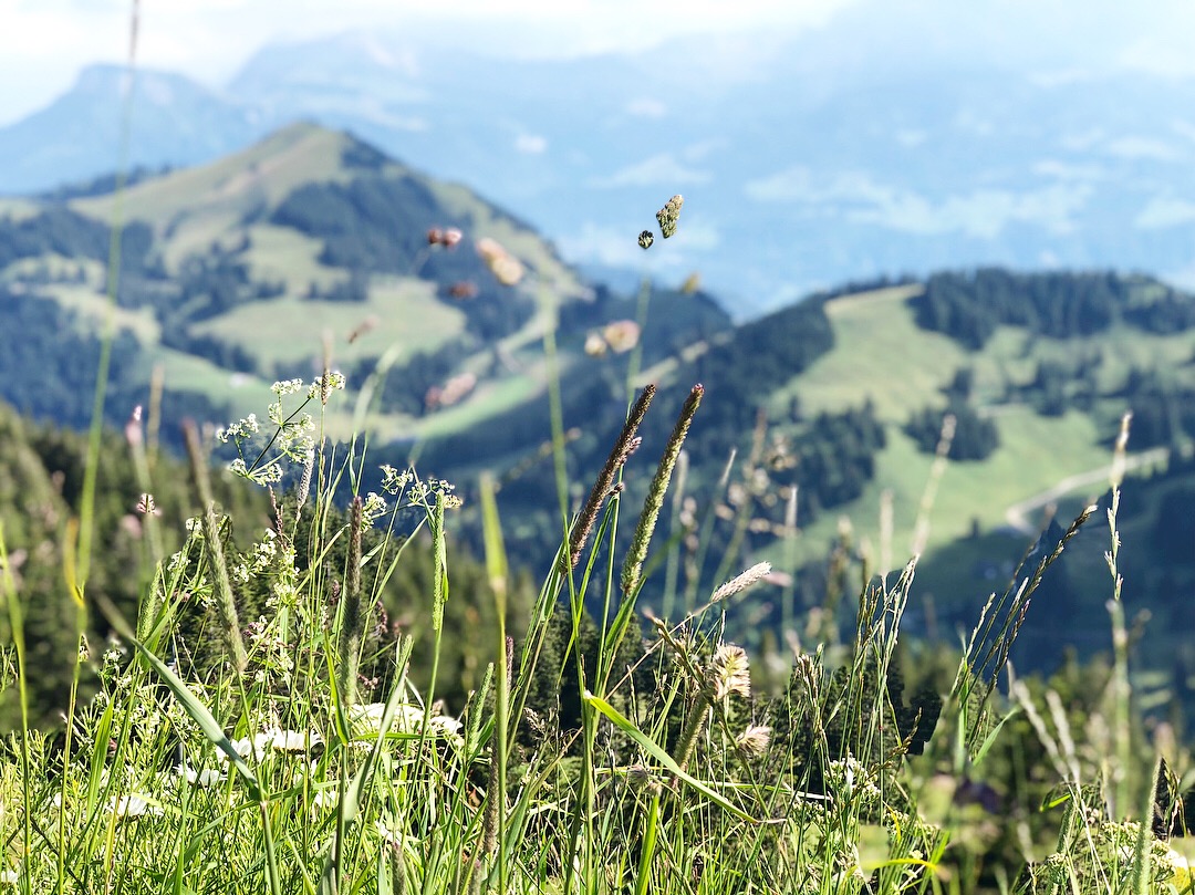 Wildflowers and alpine mountains in soft focus